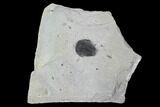 Bolaspidella Trilobite From Wheeler Shale, Utah #97204-1